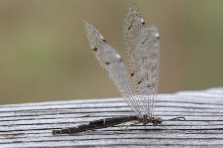 Réf. 308 174 : Distoleon tetragrammicus